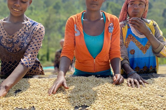 Séchage des grains de café