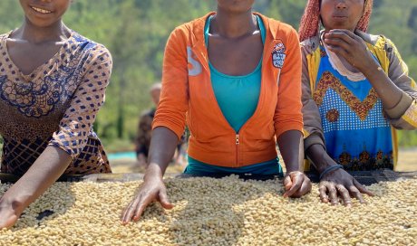 Séchage des grains de café